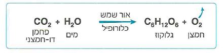 (בספר 2 תמונות)